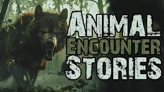 True Scary Animal Encounter Stories To Help You Fall Asleep | Rain Sounds