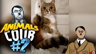 Animals Coub #2 | Пушистый фашист среди нас! Котик кидает Зигу! | Лучшая подборка этой недели!