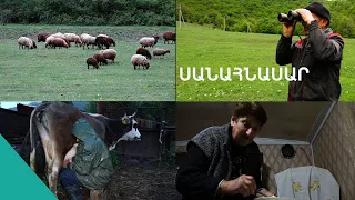 Սարերում կյանք ու սեր կա