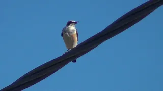 Птичка поёт на проводах