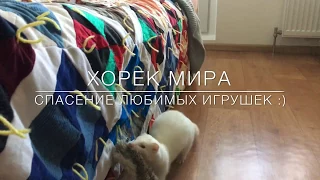 Хорек Мира: Что она делает? А главное зачем? Игры хорька :) в конце бонус :)