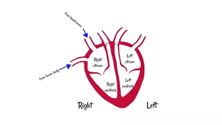 Structure of the Heart