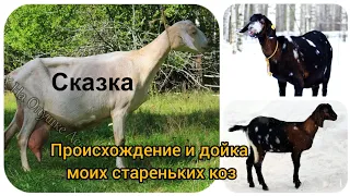 Происхождение Бэхи, Сказки и Миндальки. И дойка моих старушек.