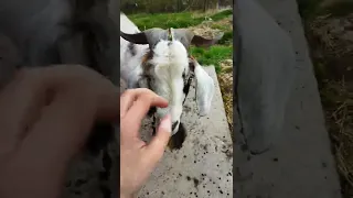 нубийский козел