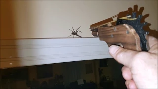 Huntsman spider glowing  eyes, shot with rubber band gun still on the run.