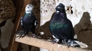 Узбецкие голуби сочи