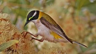 Honeyeaters of Australia