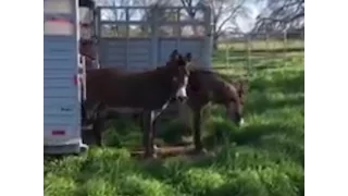 Rescued Burros See Grass For The First Time