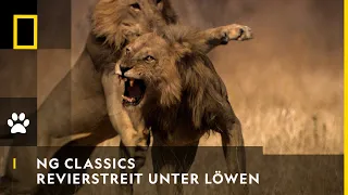 NG CLASSICS - Beim Revierstreit verstehen Löwen keinen Spaß | National Geographic