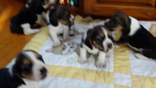 Hungry 3 week old Beagle puppies howling for breakfast