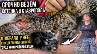 Брошенный котёнок залез под капот😱 выживет ли?🥺 Разборки с плодильщицей🤬.Ставим Чип Рике.