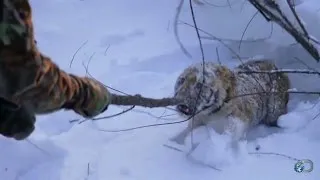 Orphaned Tiger Cub Capture