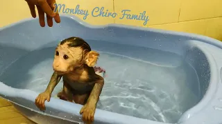 Baby Monkey Chiro joins preparation for grandma's pick up (CHIRO #062)