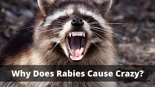 Why Does Rabies Cause Crazy?