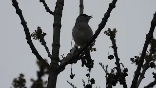 Abendgesang der Mönchsgrasmücke