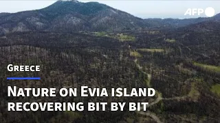 Nature on Greece's fire-ravaged Evia island recovering bit by bit | AFP