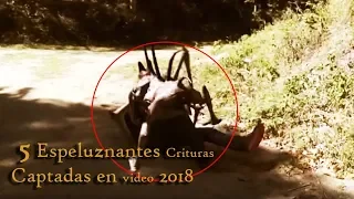 5 criaturas extrañas captadas en video 2018