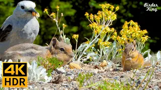 Cat TV for Cats to Watch 😺 Squirrels and Birds on the Mountain 🐦🐿🌺 8 Hours(4K HDR)