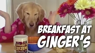 Breakfast at Ginger's- golden retriever dog eats with hands