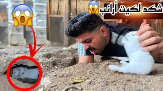 البحث عن الأرانب🐇شوفو شكد لكيت بلجحر😱فقس بط البطريق