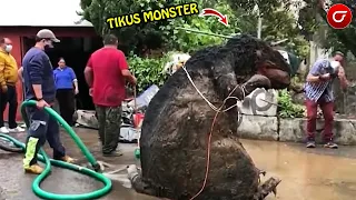 Penemuan Tikus Raksasa Gemparkan Warga!! Penemuan Hewan di Tempat Tak Terduga yang Terekam Kamera