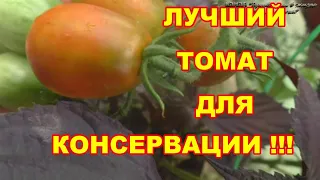 Этот томат, для консервации ,показал лучший результат в жаркое лето ,сорт Черный гроздевой