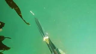 SPEARFISHING