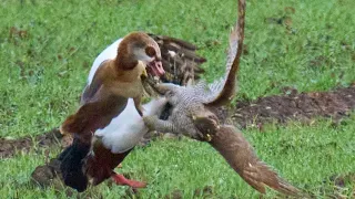 Falconry Goose Hawking - Goshawk catching Egyptian Goose