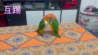 凱凱vs妞妞 #parrot #鸚鵡 #凱克 #凱克鸚鵡 #搞笑 #好笑