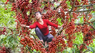 Harvesting Forest Fruit Goes to countryside market sell || Phương - Free Bushcraft