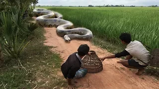 Wow!Two Brave Boys Catches Big Snake By Hand While They Are Fishing Using Bamboo