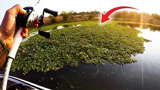 Fishing Hyacinth Mats For Pre Spawn Largemouth Bass (Roodekoppies Dam)