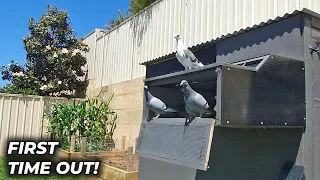 All Young Pigeons FIRST Time Out