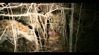 Hyenas with Impala Killed by Leopard