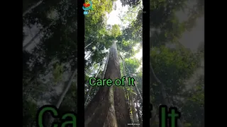 Worlds Tallest Tropical Tree