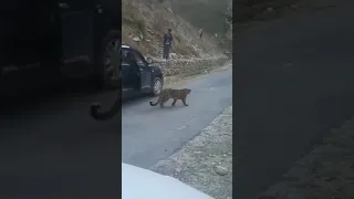 Leopard walking on the road in front of car dangerous scene #shorts