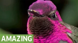 Stunning up-close footage of an Anna's Hummingbird