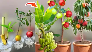 How To Grow Banana From Banana Peach Tree From Peaches and Apple From Apple