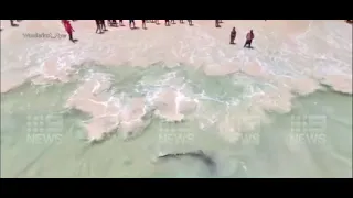 Tiger shark in Perth