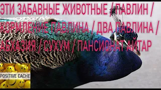 Эти забавные животные / Павлин / кормление павлина / два павлина / Абхазия / Сухум / Пансионат Айтар