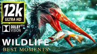 WILDLIFE:ANIMALS BEST MOMENTS in 12K HDR DOLBY VISION™ (SUPER COLORS)🎶with Soothing Music Relaxation