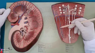 Ren (Böbrek) Anatomisi