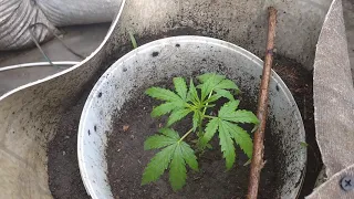 Auto Northern Lights fem 23 дня от семки (Errors Seeds)