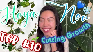 💙TOP 10 Favourite HOYA of November 2022 | Cuttings growth update | Variegated | Splashy | Care Tips