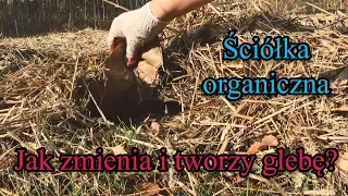 Ściółka organiczna - zaglądamy jak zmienia i tworzy glebę?