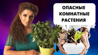 Какие домашние растения могут вам навредить?