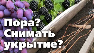 КОГДА УБИРАТЬ УКРЫТИЕ С ВИНОГРАДА И ЕЖЕВИКИ. Подсказка для садоводов Урала и Сибири