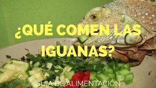 ALIMENTACIÓN DE IGUANAS/ Guía de alimentación.