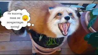 Alice - Fox. Fox tries to explain why she climbed into the pot. Funny moments.