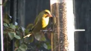 Greenfinch...